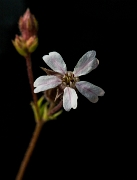 Horkelia daucifolia, Horkelia